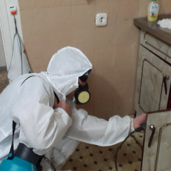 Дезинфекция от муравьев в квартире в СВАО Москвы